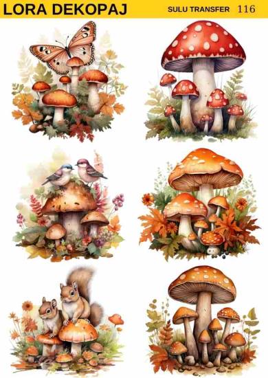 s116
